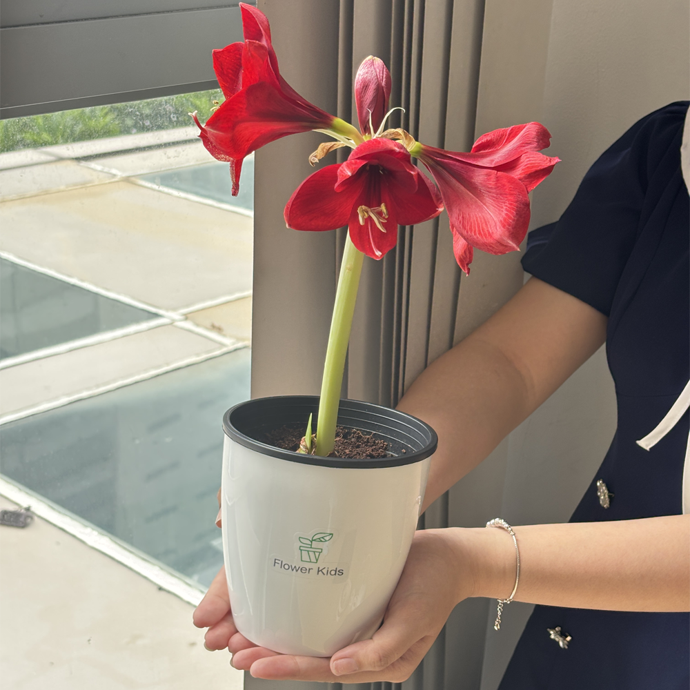 Hoa Amaryllis trong bộ kit