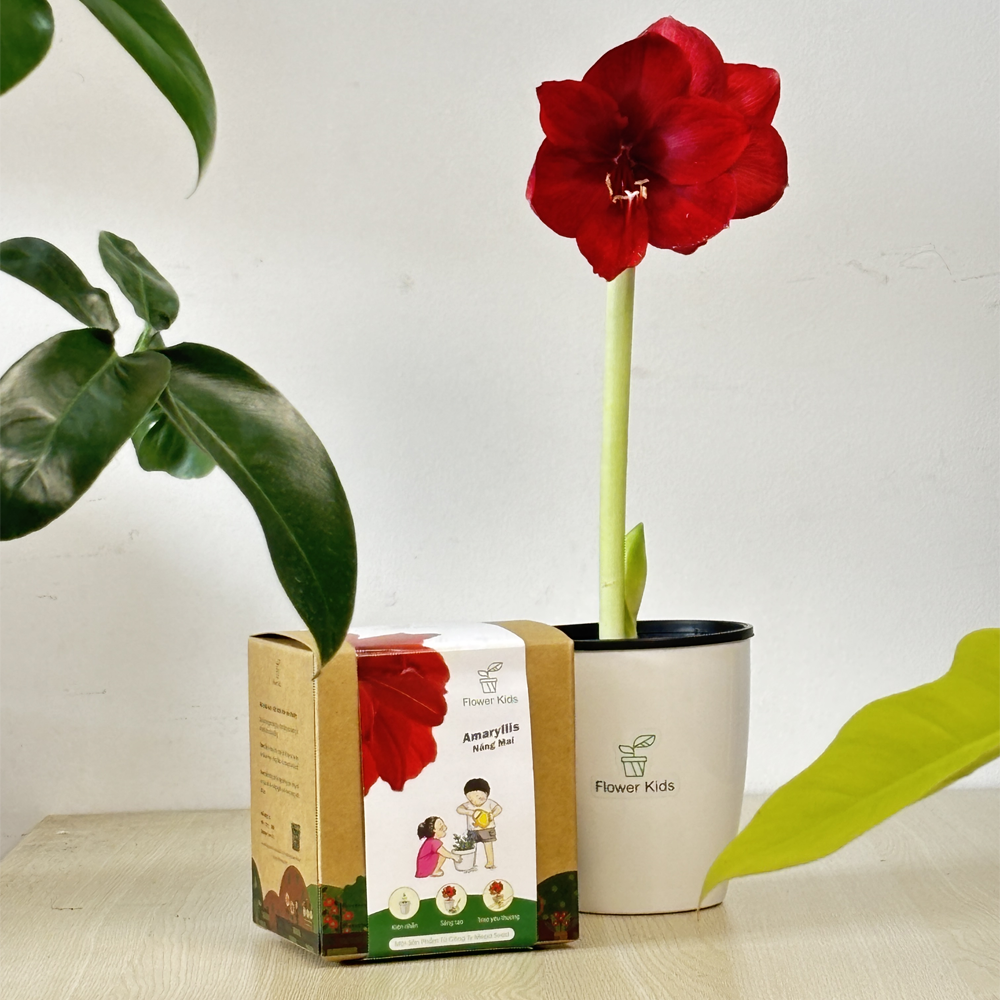 Bộ kit trồng cây