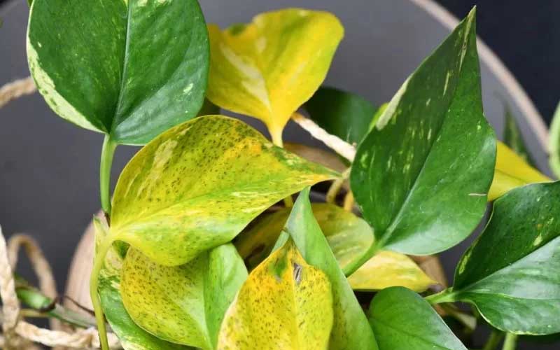 Hình 1: Cách chăm sóc cây bị vàng lá đơn giản dễ hiểu