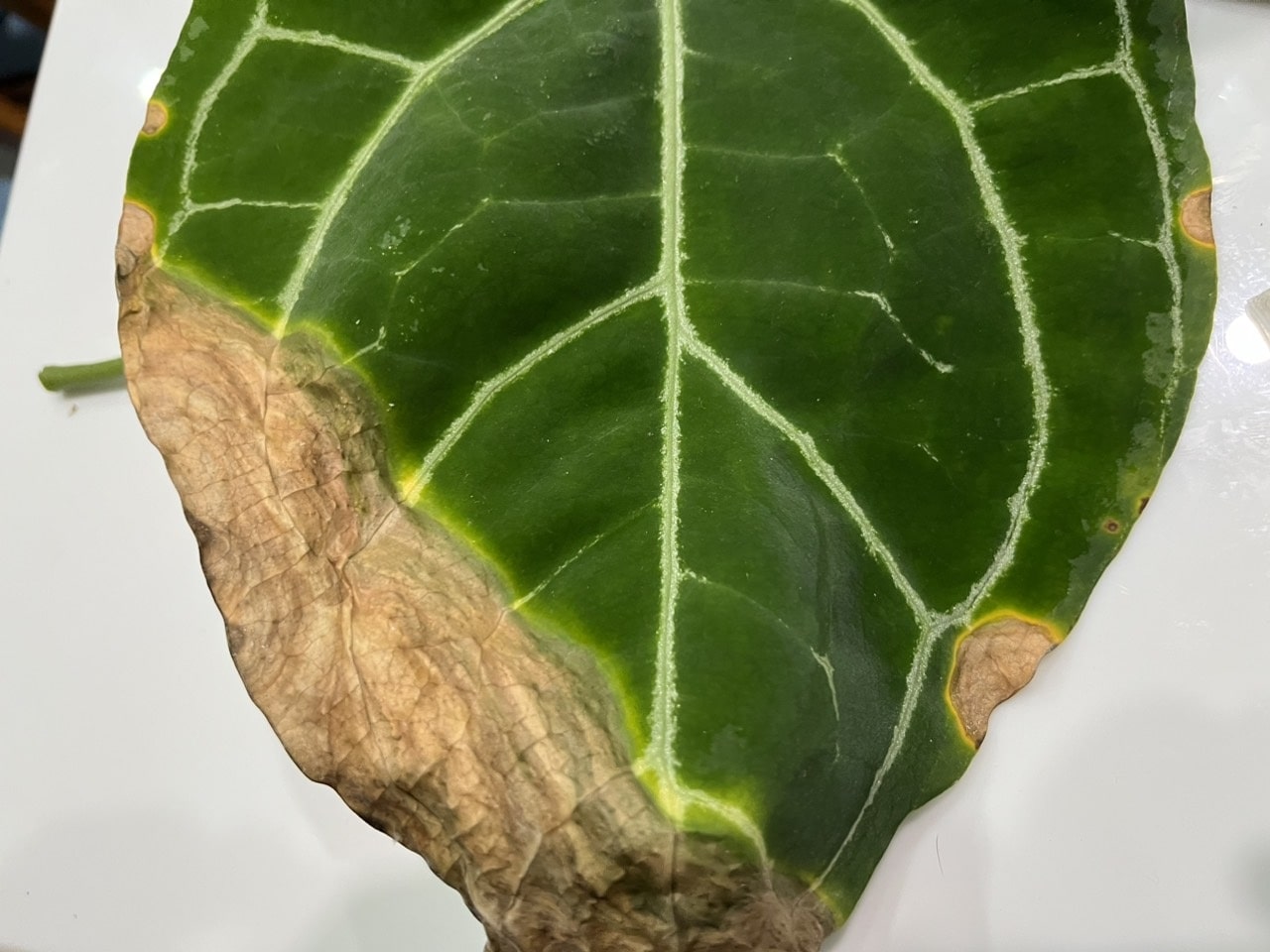 Hình 3: Cách bước chăm sóc và cách chữa cây bị vàng lá