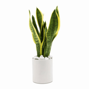 Cây lưỡi hổ