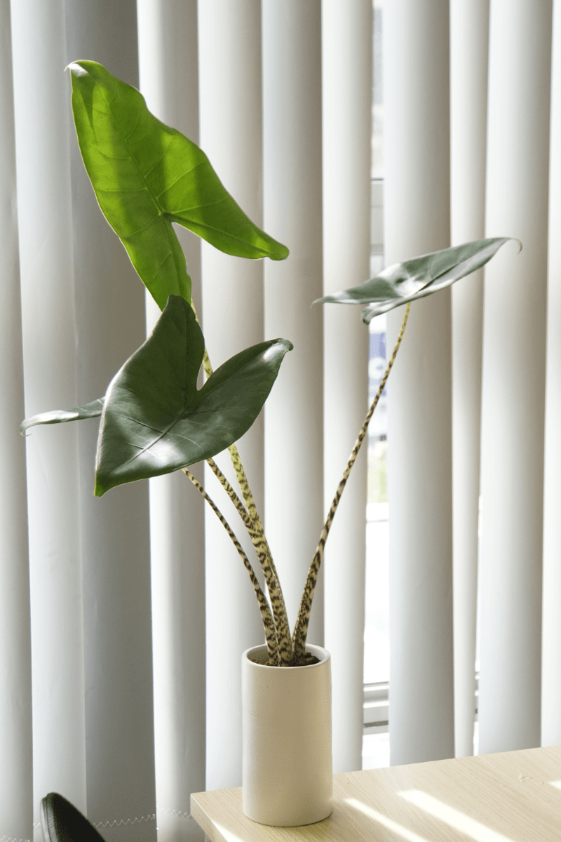Công dụng cây Môn Alocasia Zebrina