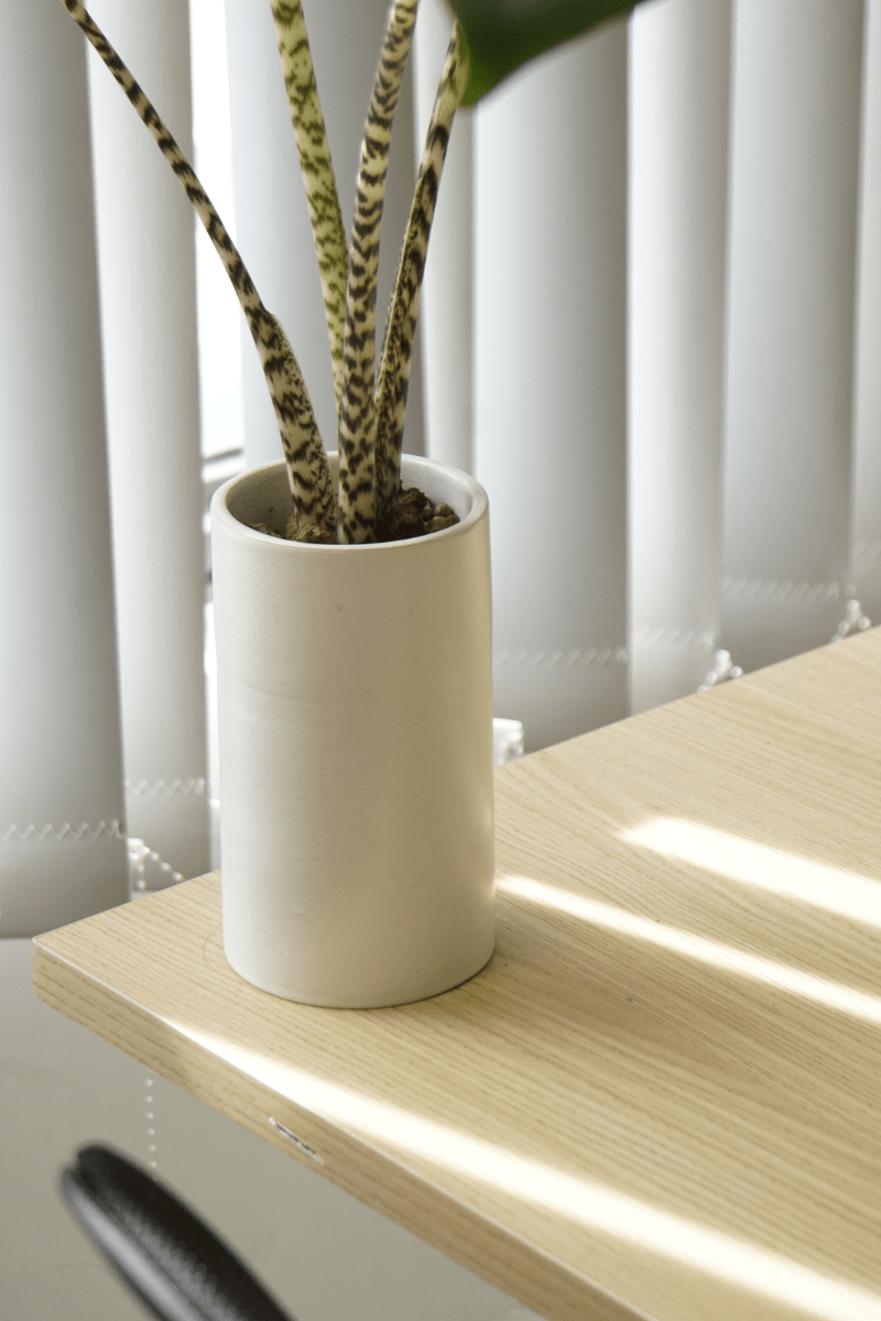 Đặt điểm cây Môn Alocasia Zebrina