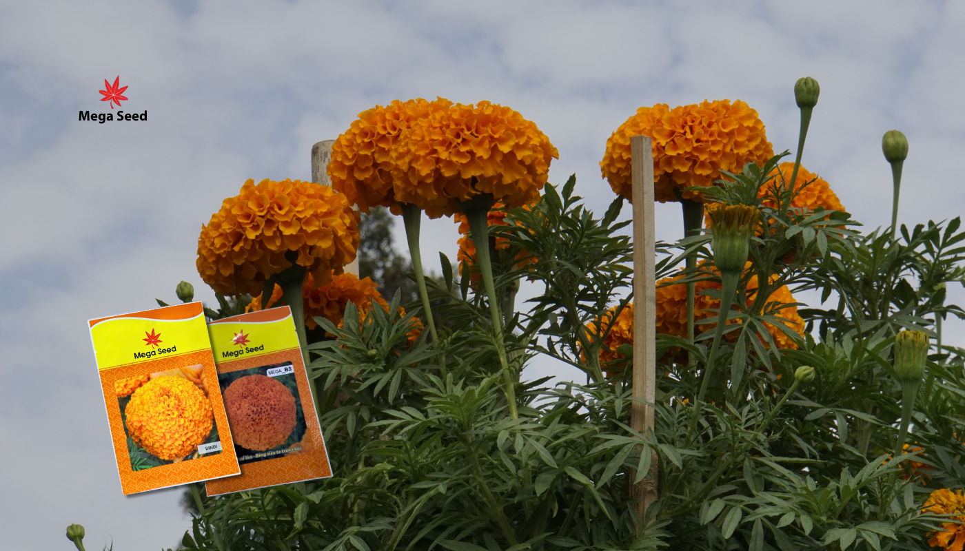 Hạt giống hoa vạn thợ Mega Seed