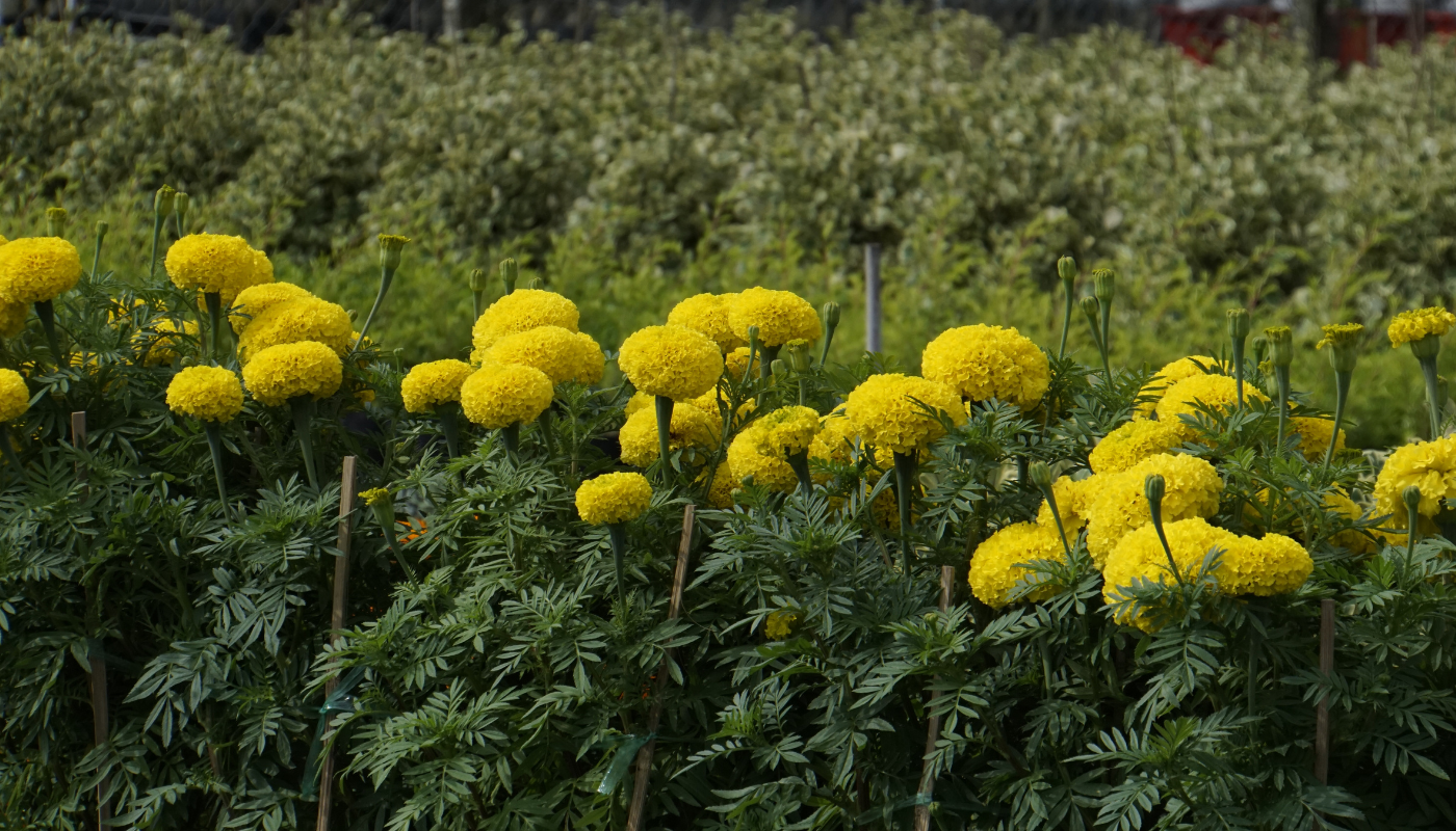 Hoa Vạn Thọ Cao lỡ