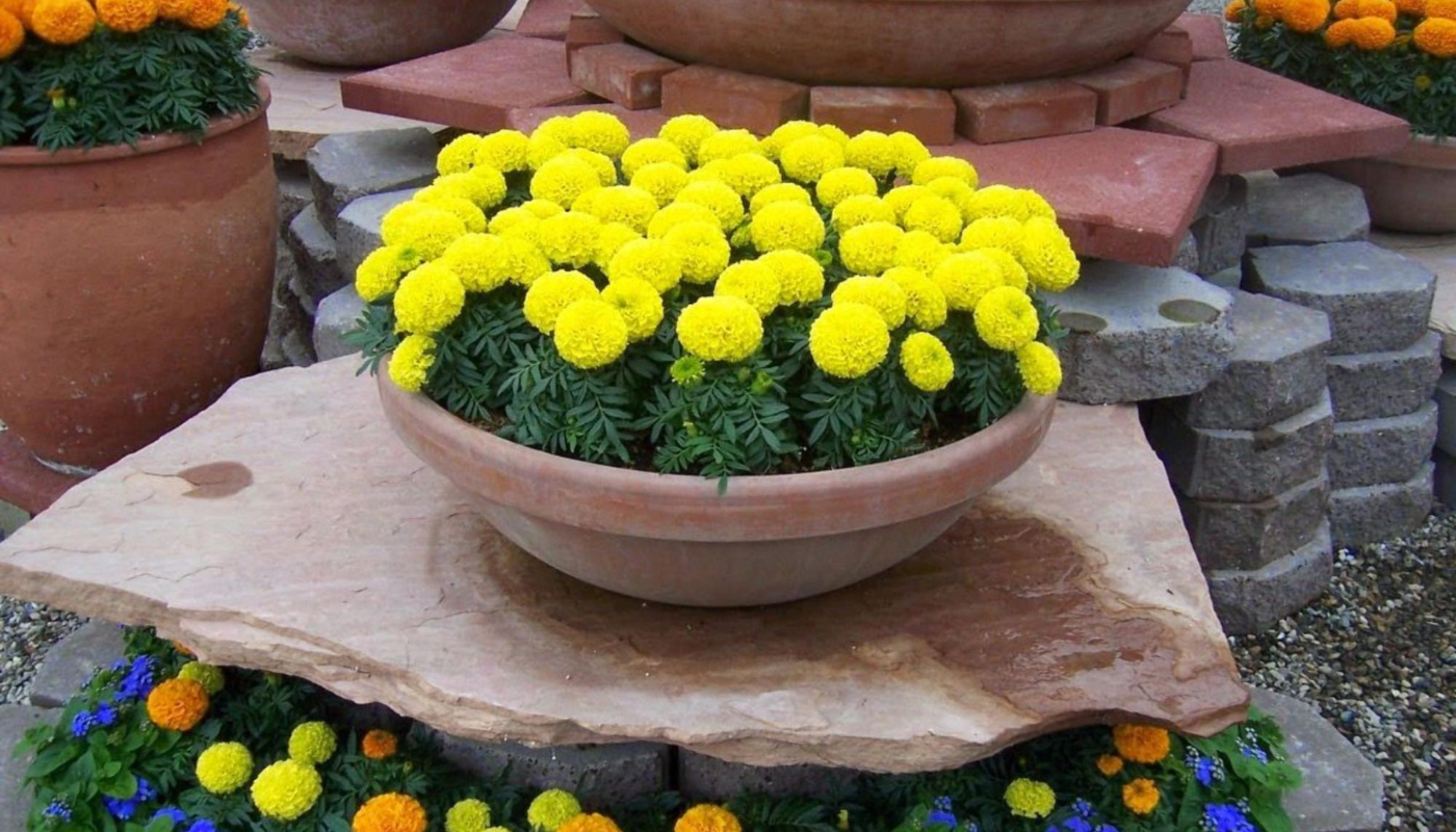 Hoa Vạn Thọ Lùn