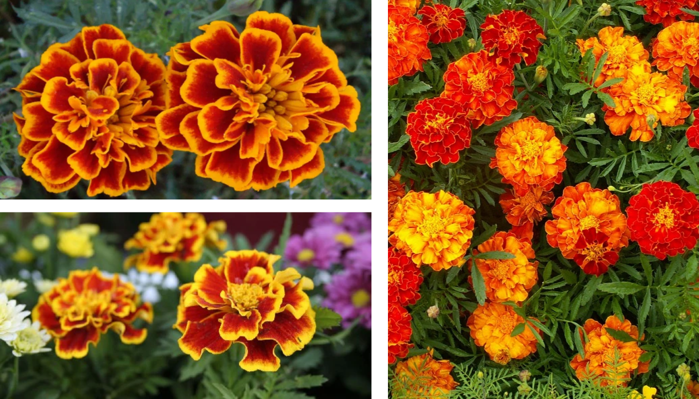 Hoa Vạn Thọ Pháp