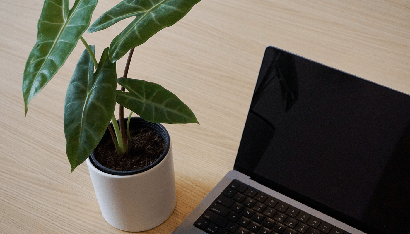 Lợi ích của cây xanh