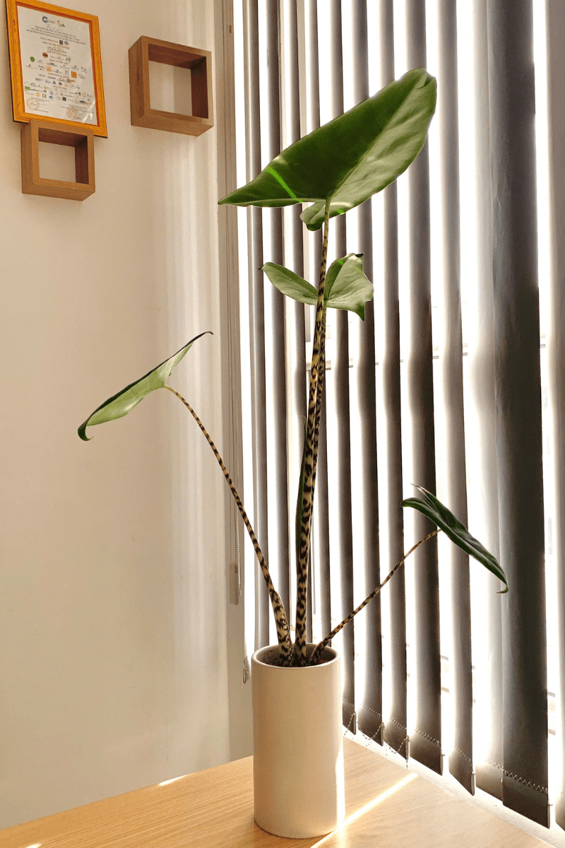 Môi trường cây Môn Alocasia Zebrina