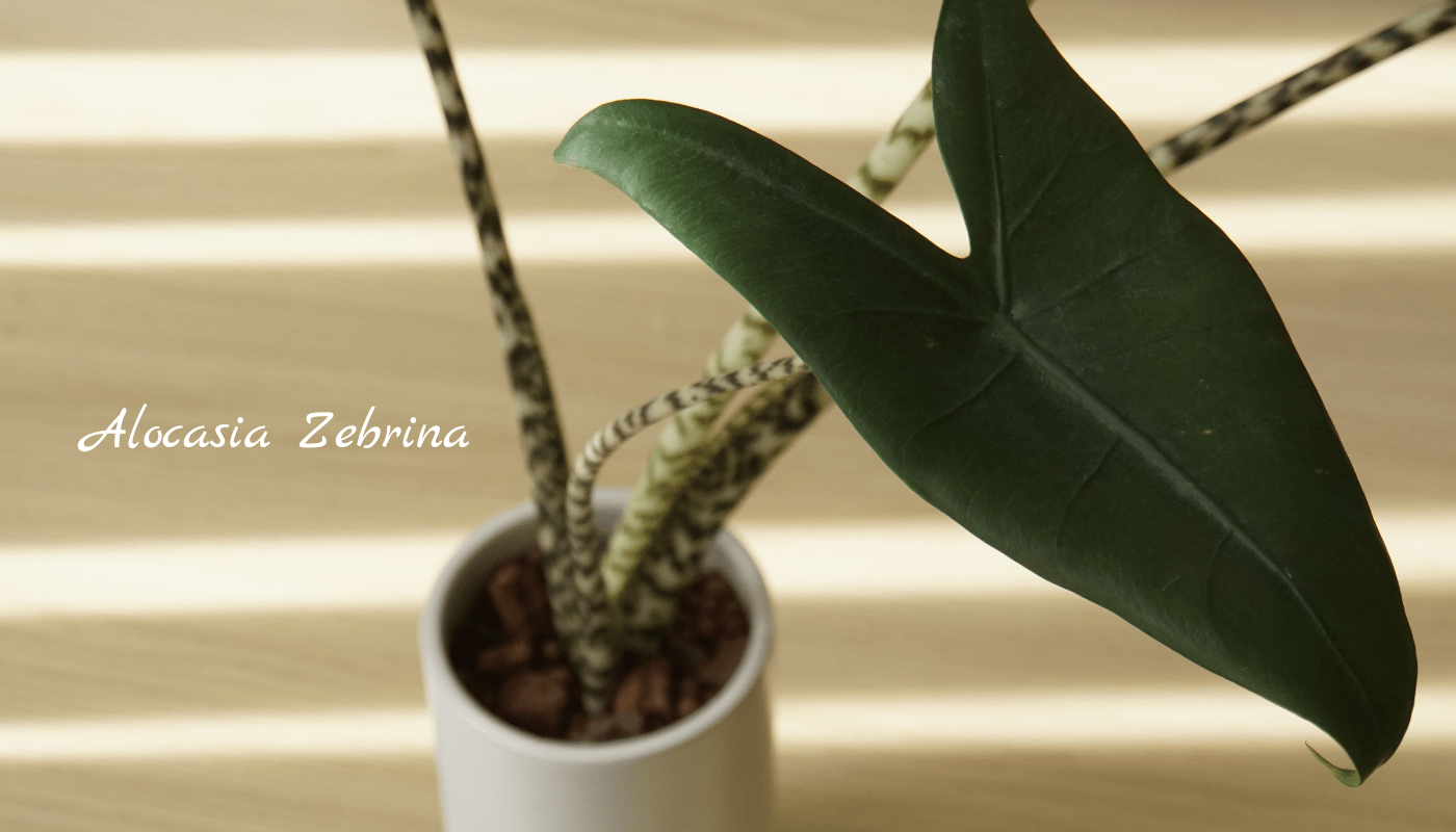 Những điều cần biết về cây Môn Alocasia Zebrina
