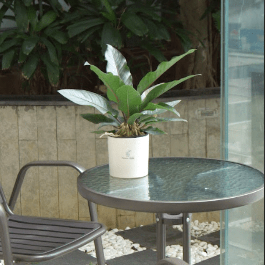 Những giá trị mà quà tặng cây xanh mang lại