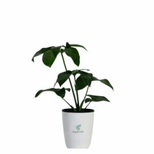 Philodendron Goeldii