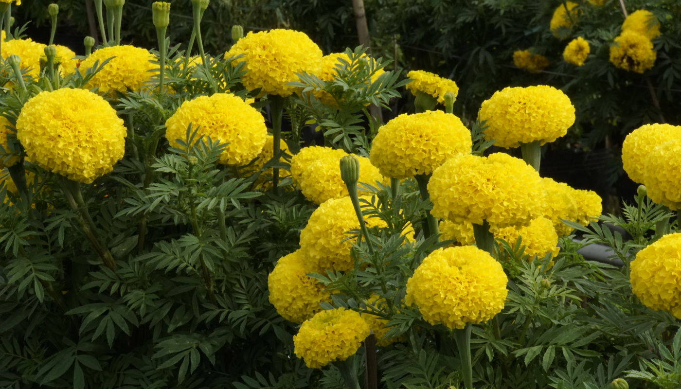 Ý Nghĩa của hoa vạn thọ trong ngày Tết