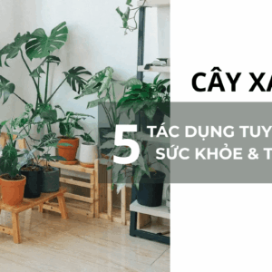 lợi ích của cây xanh cho sức khoẻ và tinh thần
