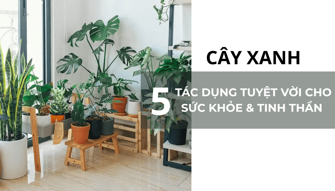 lợi ích của cây xanh cho sức khoẻ và tinh thần