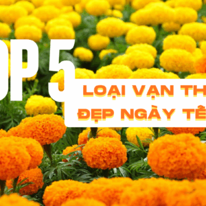top 5 loại vạn thọ đẹp ngày tết