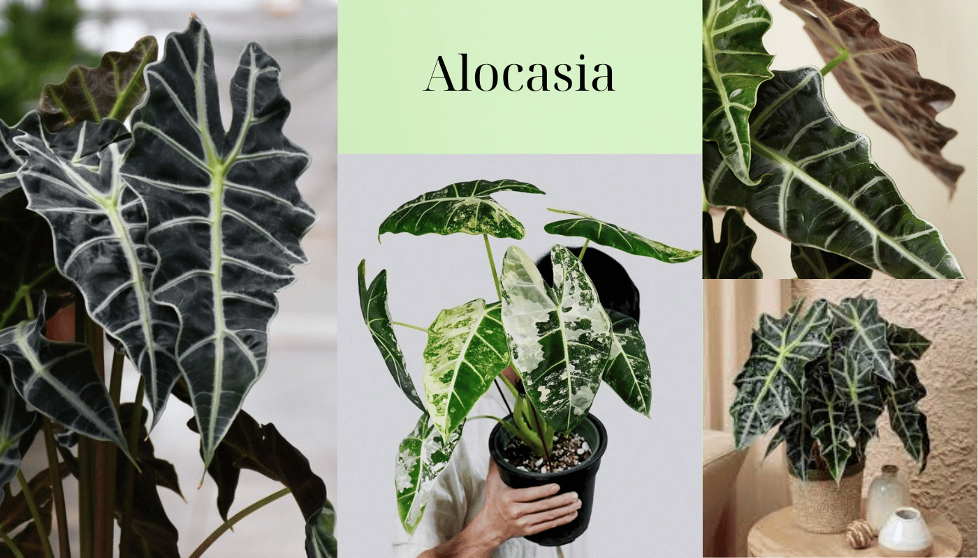 Các loại Alocasia đẹp, dễ chăm dành cho dân văn phòng