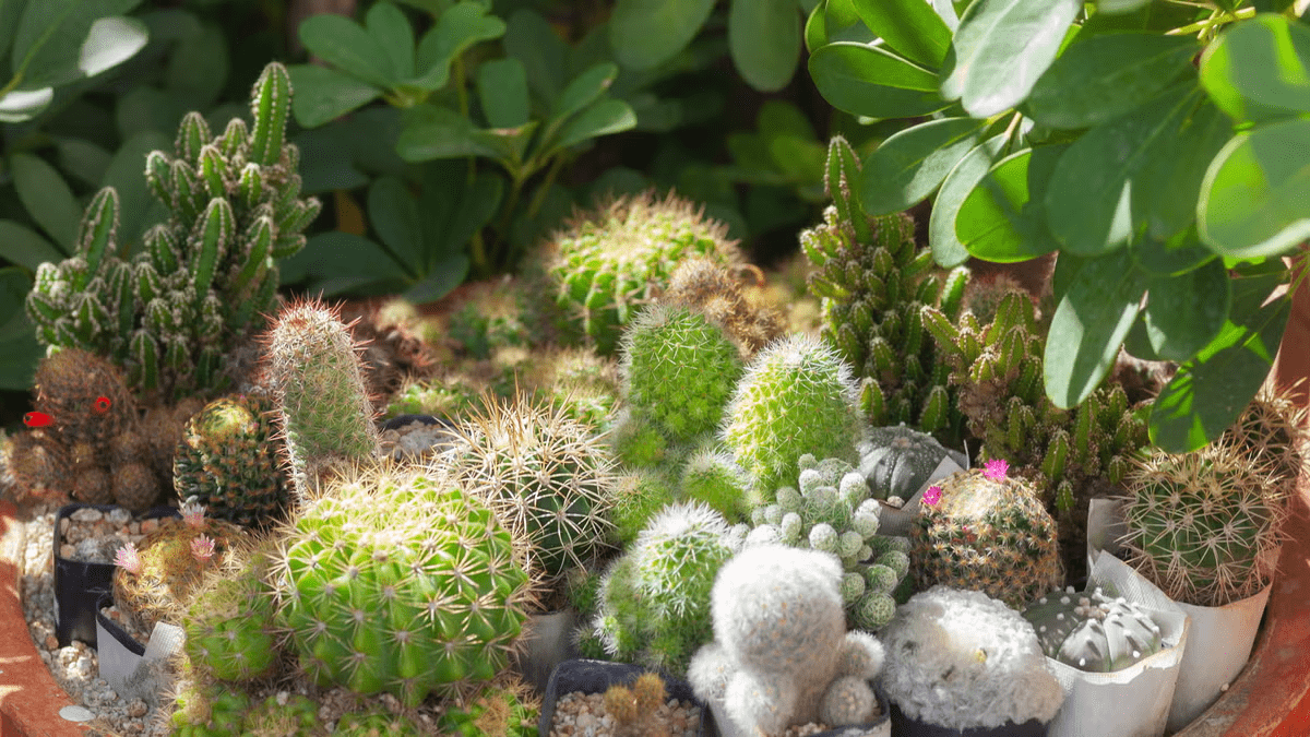 Các loại xương rồng dễ chăm sóc