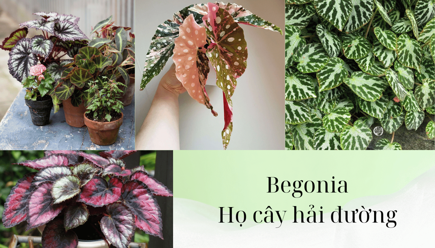 Cách chăm sóc các loài kiểng lá cây hải đường Begonia có phải loài kiểng lá dễ trồng
