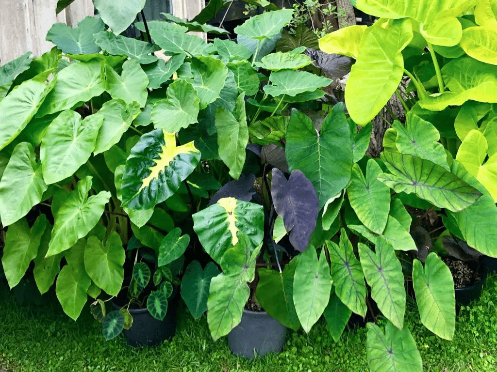 Colocasia - kiểng lá decor trong nhà giản dị