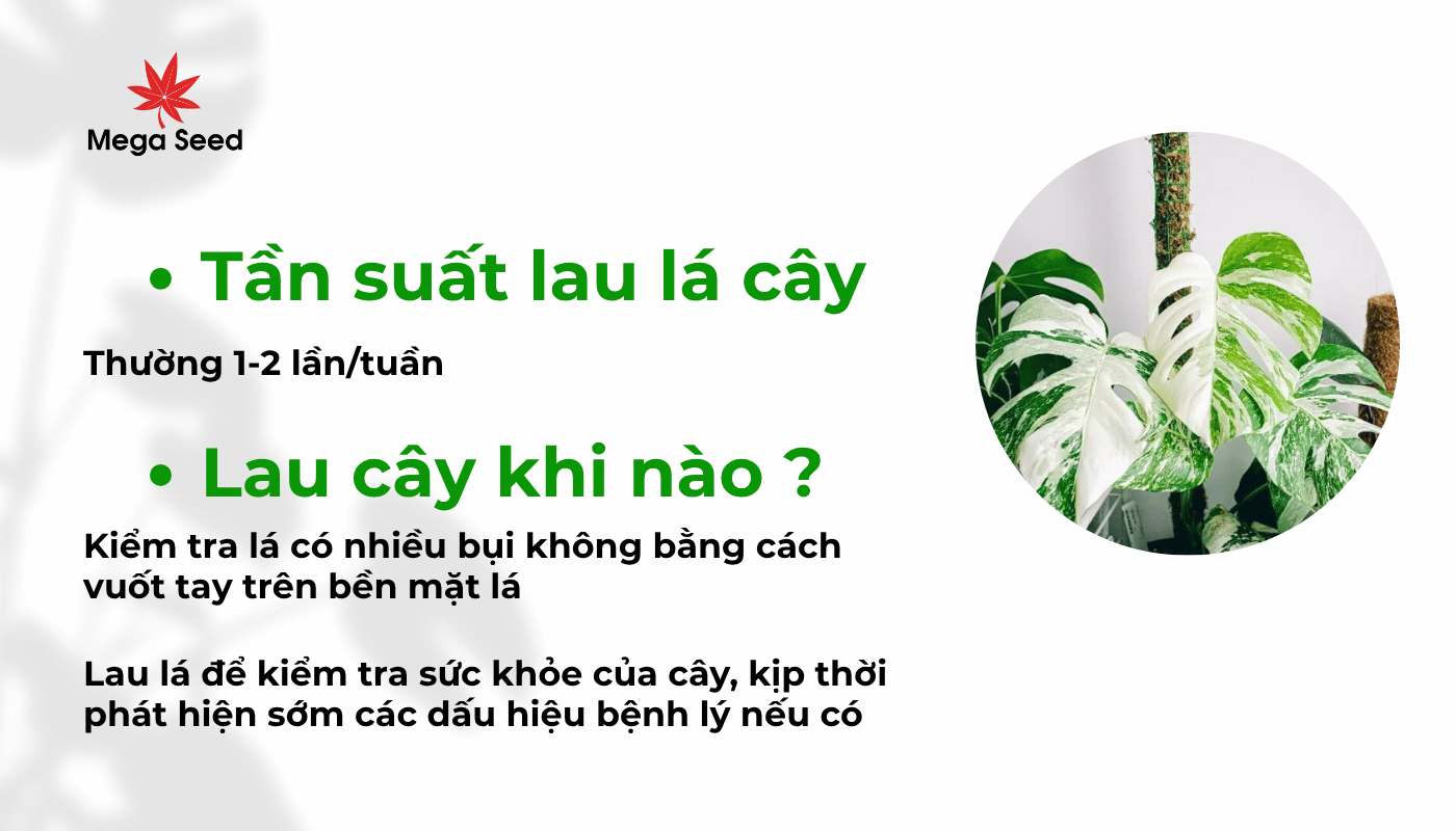 Lau lá cây khi nào, tần suất sao