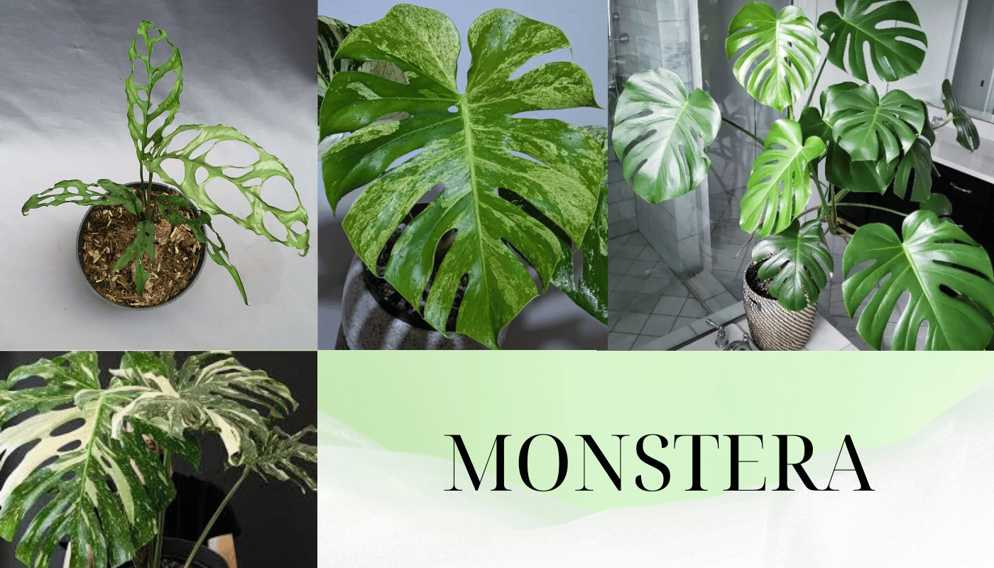 Monstera là cây gì ? Tìm hiểu điều thú vị về loài kiểng lá nhiều người yêu thích này