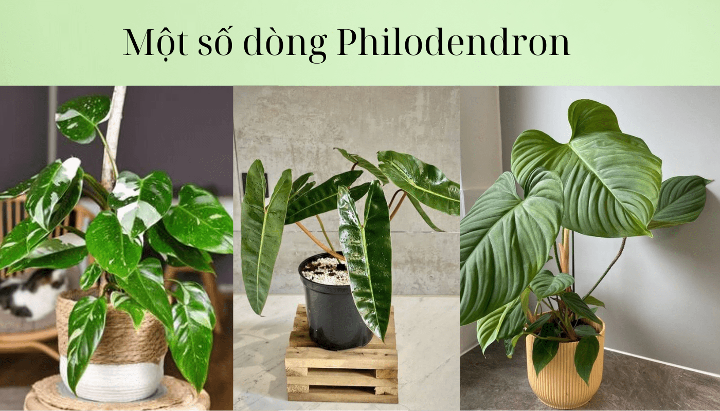 Một số dòng Philodendron đẹp