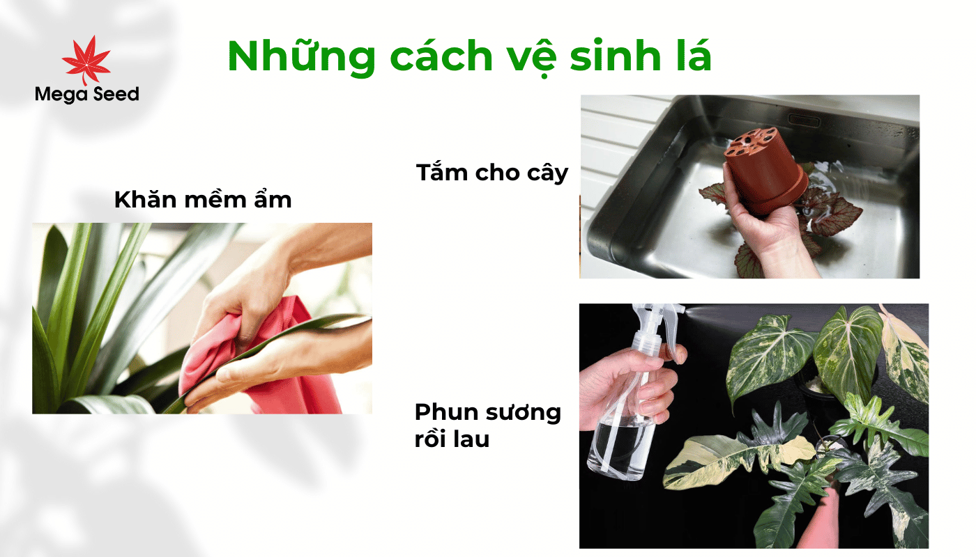 Những cách lau lá, vệ sinh lá đúng cách