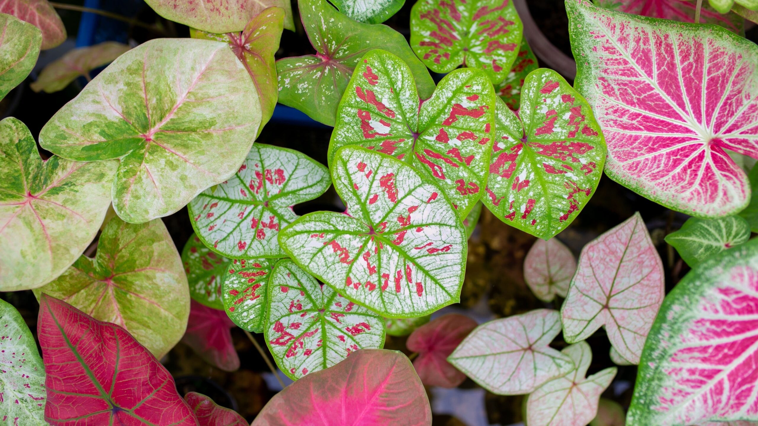 Những cây Caladium đa dạng màu sắc