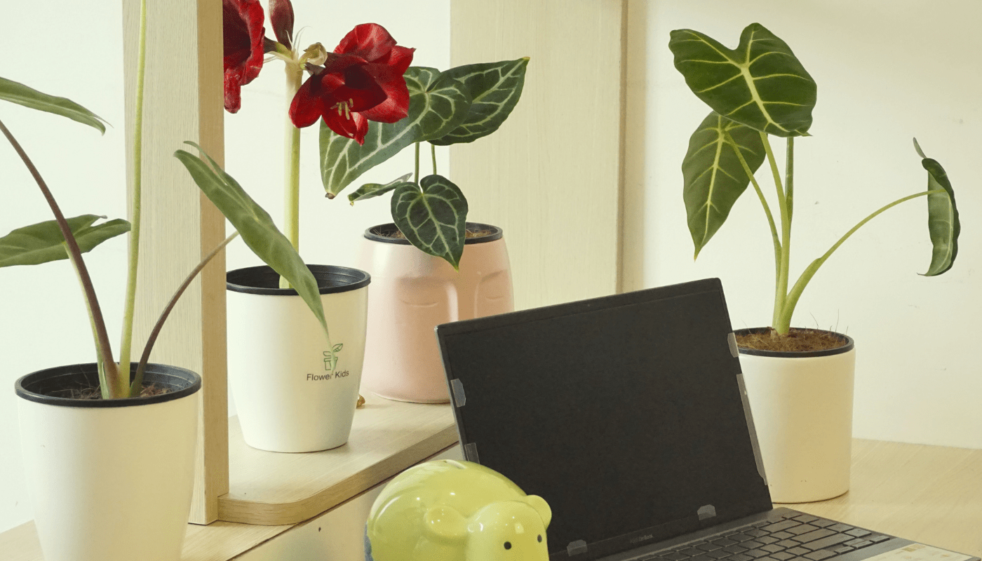 Hình 5: Những chậu cây để bàn đẹp dễ chăm sóc được nhiều người ưa chuộng.