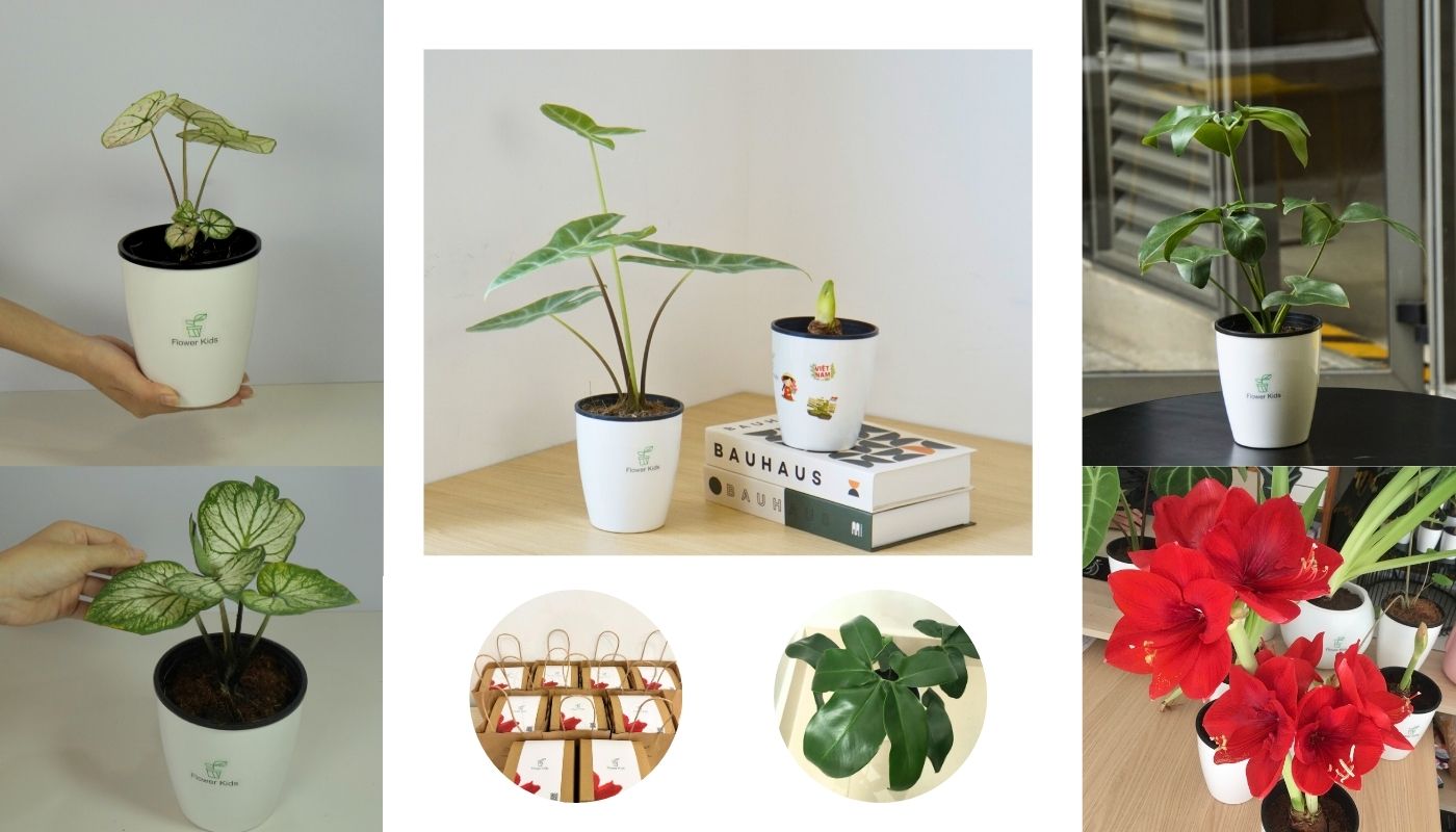 Hình 3: Quà tặng cây xanh để bàn thư giãn, dân văn phòng nào cũng mê