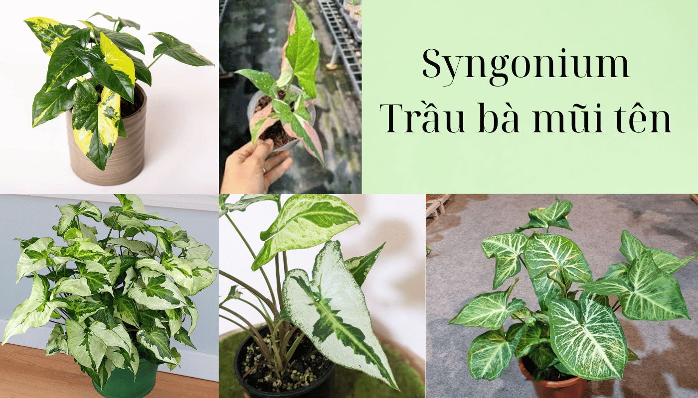 Syngonium là cây gì ? Trồng loại kiểng lá này có khó không