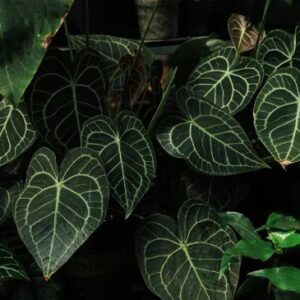 Tìm hiểu kiểng lá Anthurium hình trái tim siêu đẹp