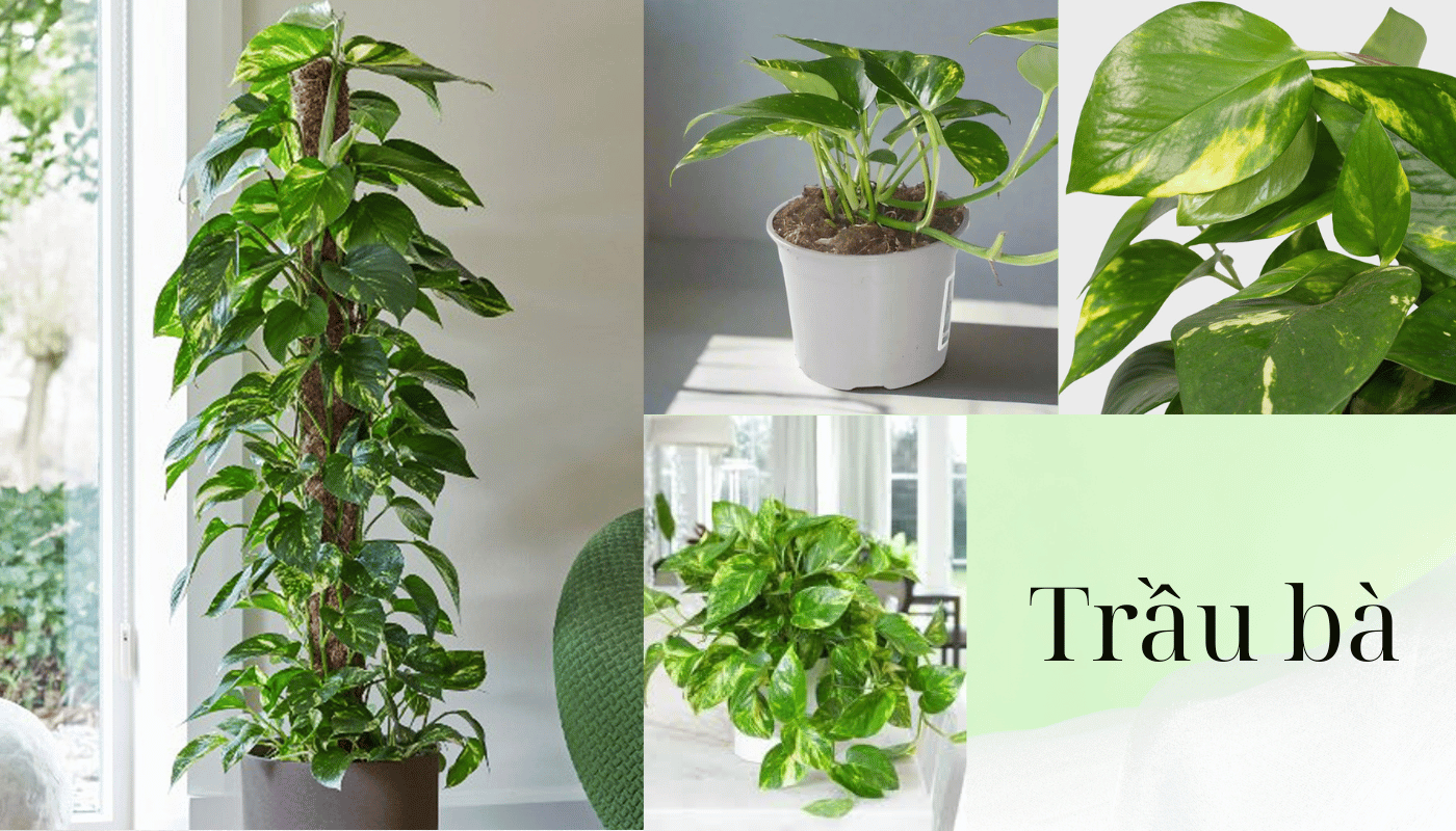Trầu bà Epipremnum & Scindapsus lựa chọn quen thuộc của nhiều người