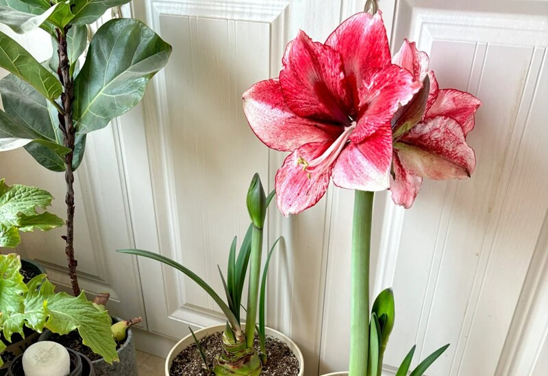 4 hiểu lầm thường gặp trong cách trồng Amaryllis trong nhà.