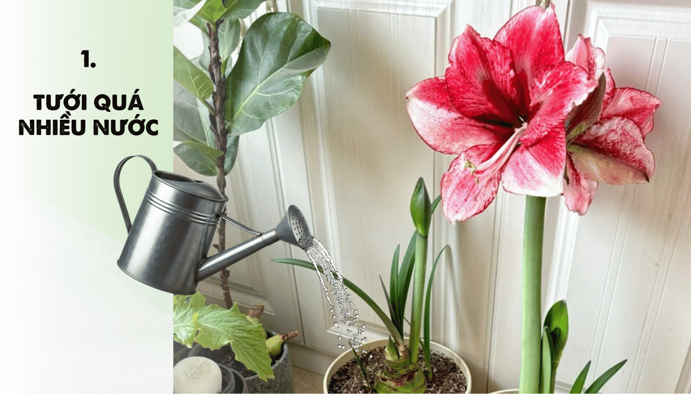 Cách trồng Amaryllis sai là tưới quá nhiều nước.