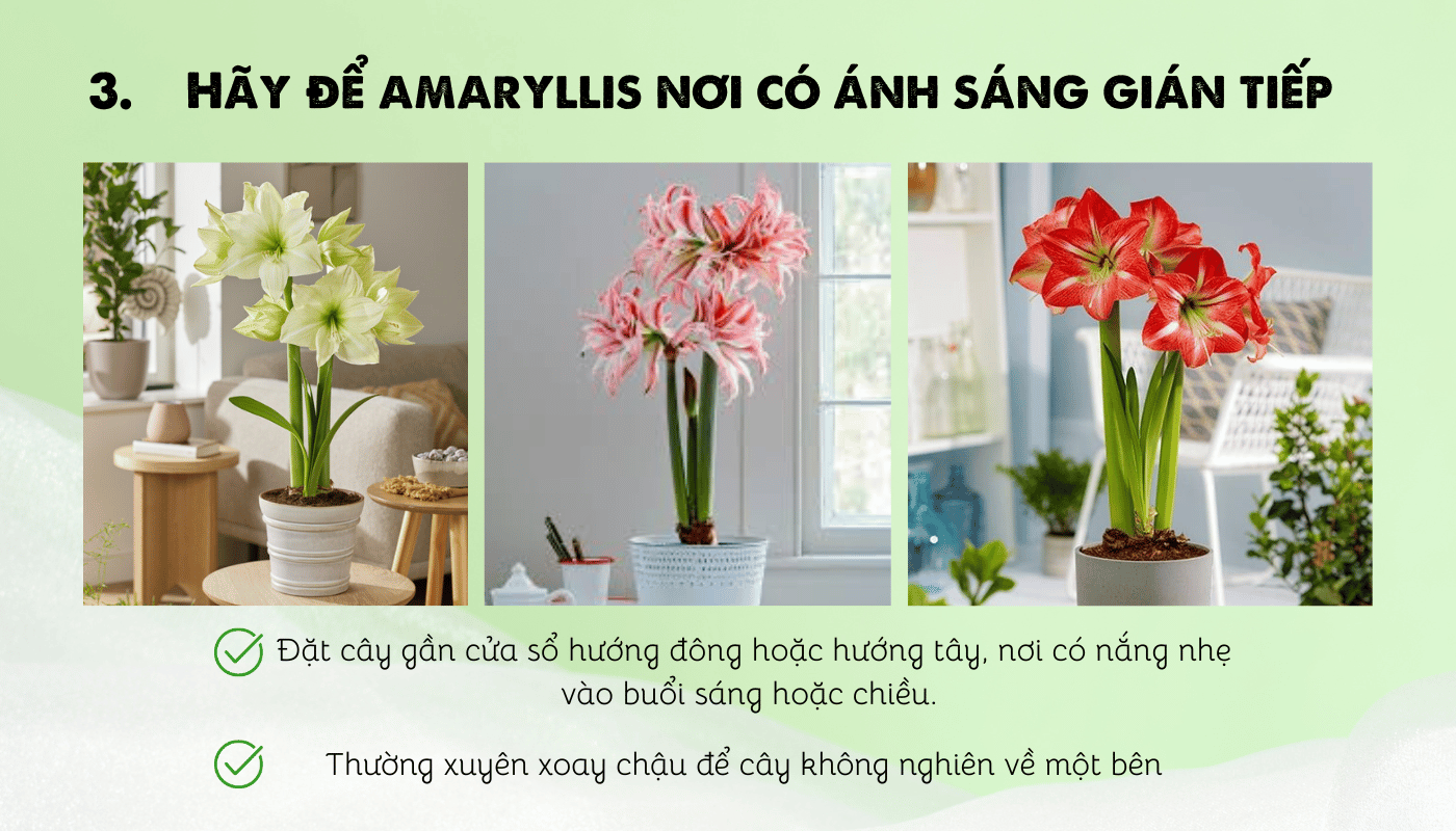 Cách trồng Amaryllis đúng cách.