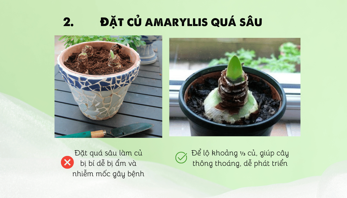 Một sai lầm khác nhiều người hay mắc phải khi học cách trồng Amaryllis là chôn củ quá sâu.