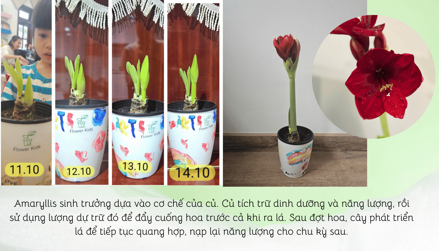 Chu kỳ sinh trưởng của hoa amaryllis.