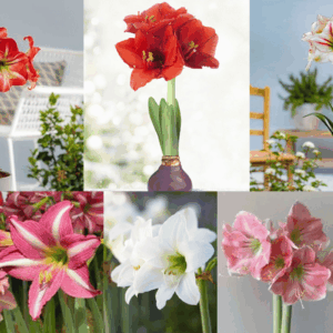 Màu sắc của Amaryllis đa dạng đến bất ngờ.