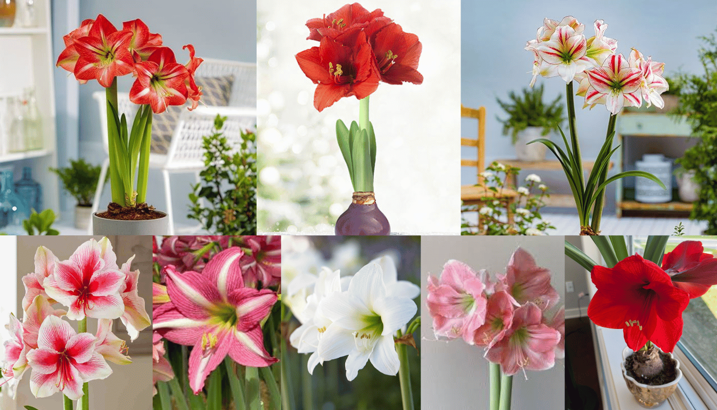 Màu sắc của Amaryllis đa dạng đến bất ngờ.