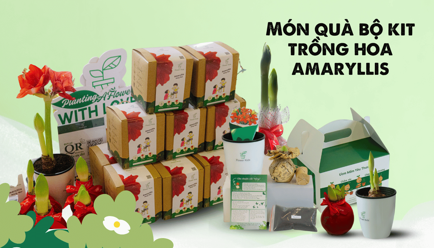 Amaryllis rất phù hợp làm quà tặng trong các dịp lễ, khai trương, sinh nhật hay tri ân.