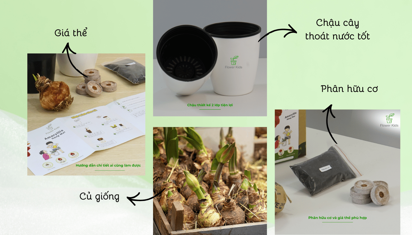 Cách trồng hoa Amaryllis tại nhà cho người mới bắt đầu.