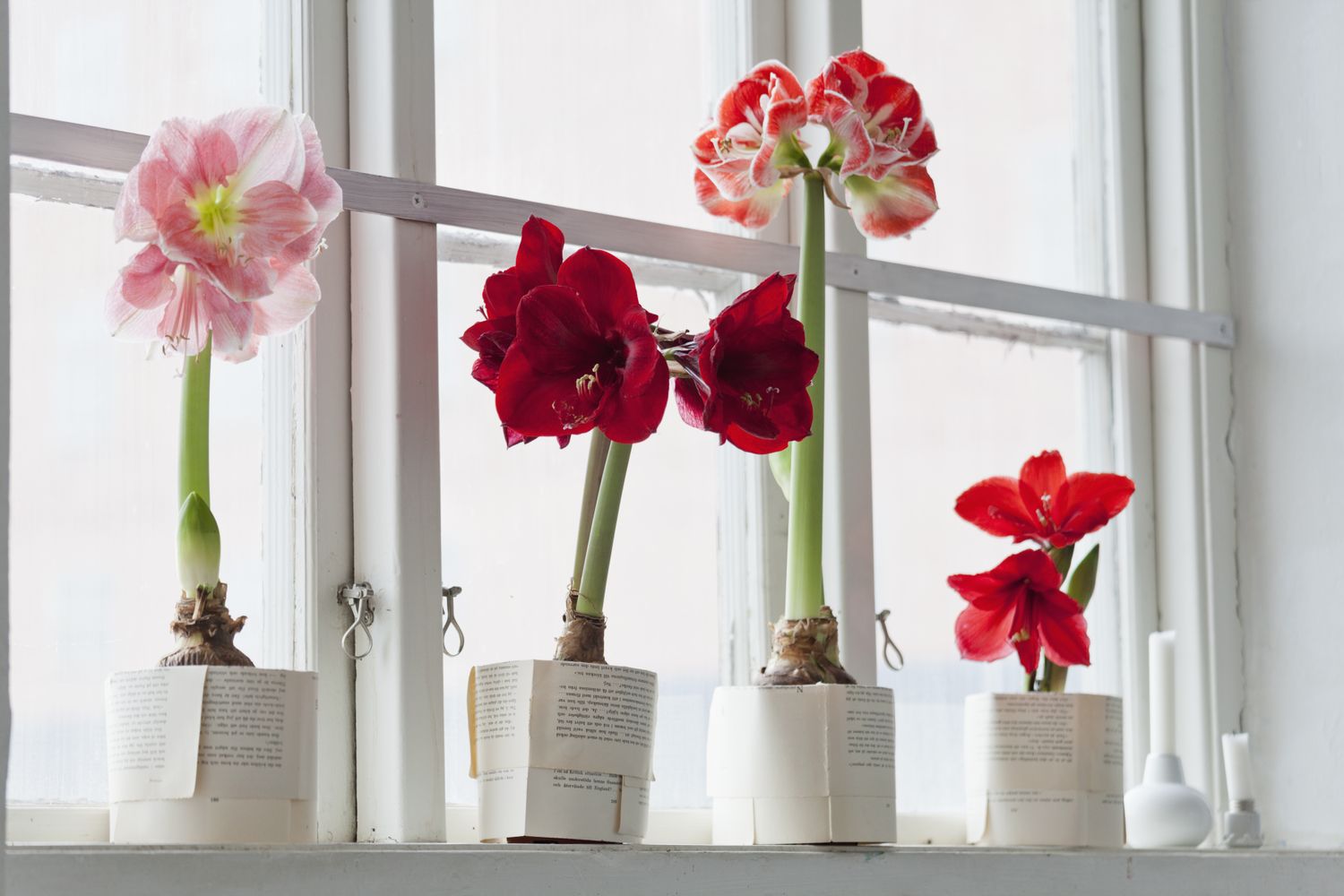 Cách chăm sóc để hoa Amaryllis nở đẹp.