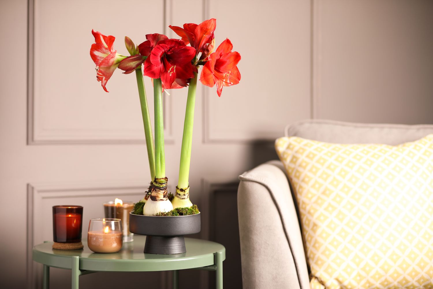 Amaryllis có nguồn gốc ở vùng nhiệt đới và cận nhiệt đới Nam Mỹ.