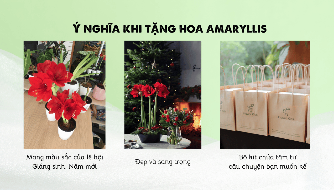 Ý nghĩa khi tặng bộ kit trồng hoa amaryllis.