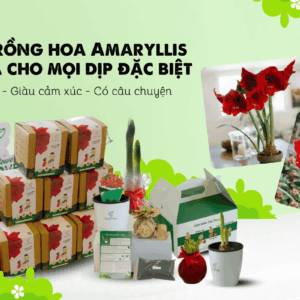 Bộ kit trồng hoa Amaryllis món quà cho mọi dịp đặc biệt.