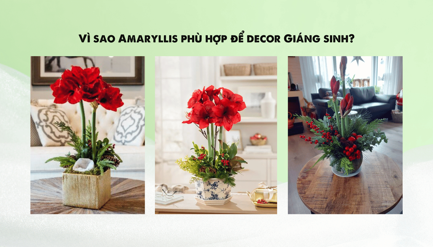 Vì sao Amaryllis phù hợp để decor Giáng sinh?