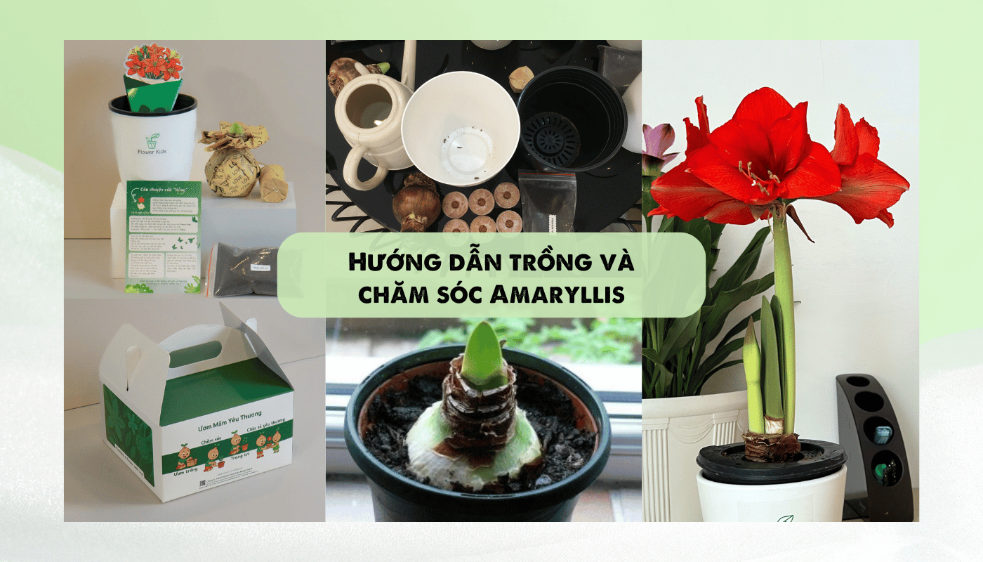 Hướng dẫn trồng và chăm Amaryllis từ bộ kit trồng hoa Flower Kids.
