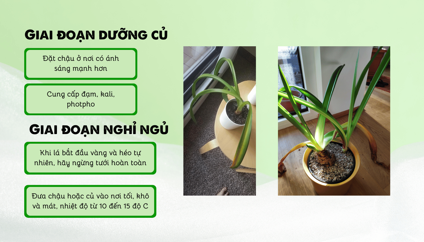 Cách chăm sóc hoa amaryllis giai đoạn dưỡng củ và nghỉ ngủ.